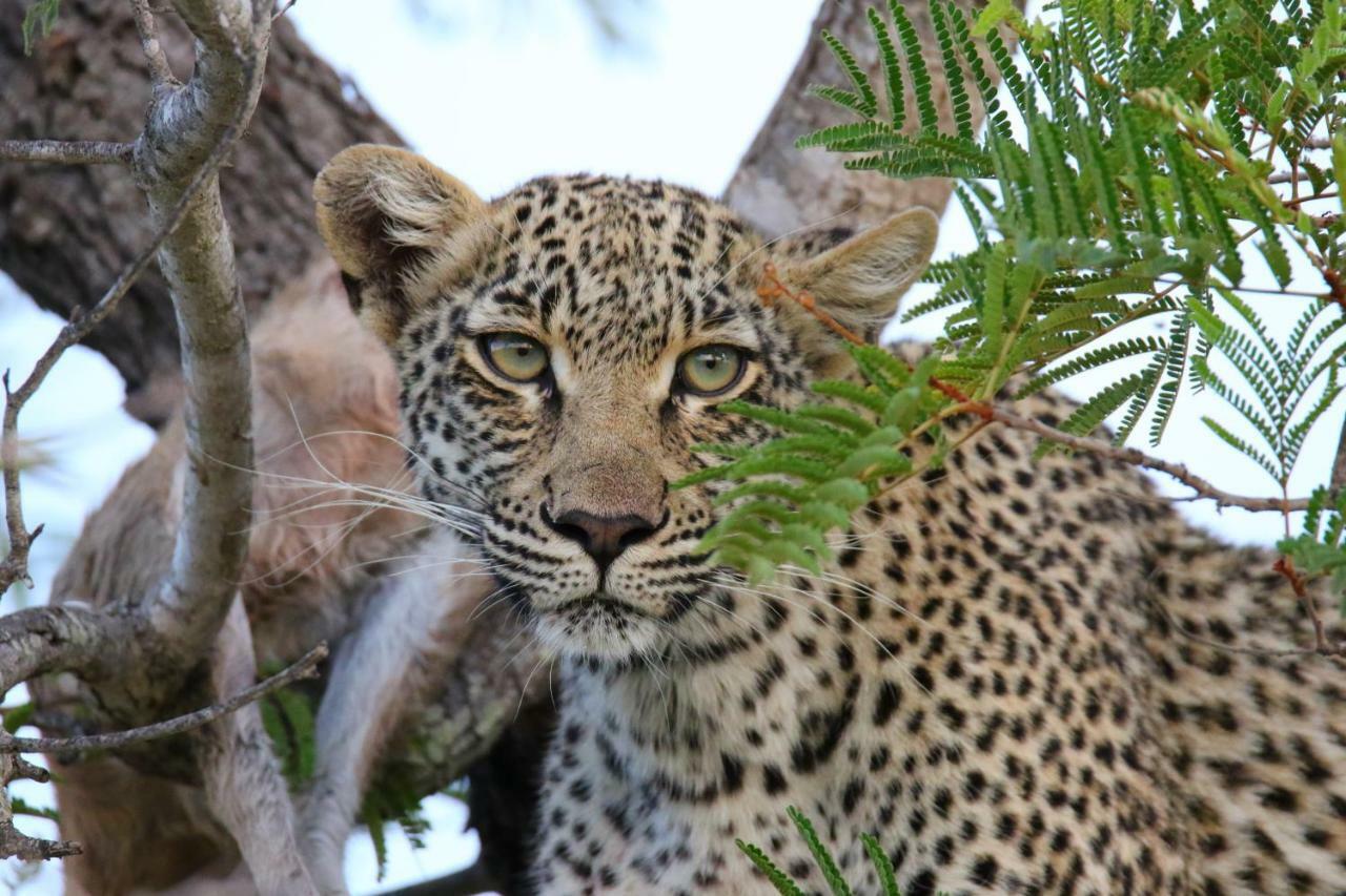 Parsons Hilltop Safari Camp Hotel Balule Game Reserve Exterior foto