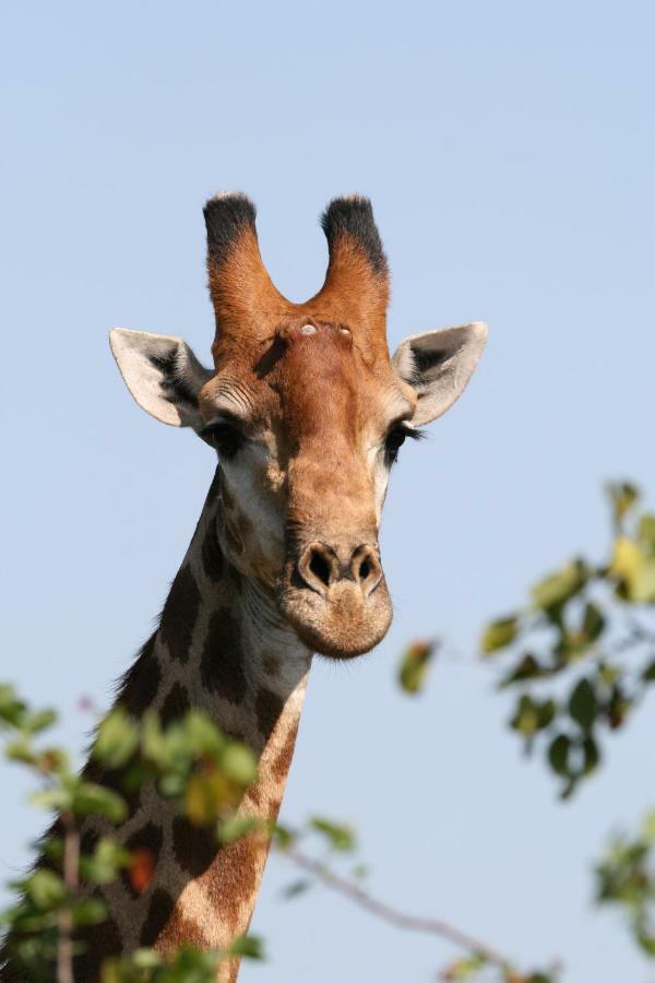 Parsons Hilltop Safari Camp Balule Game Reserve Exterior foto