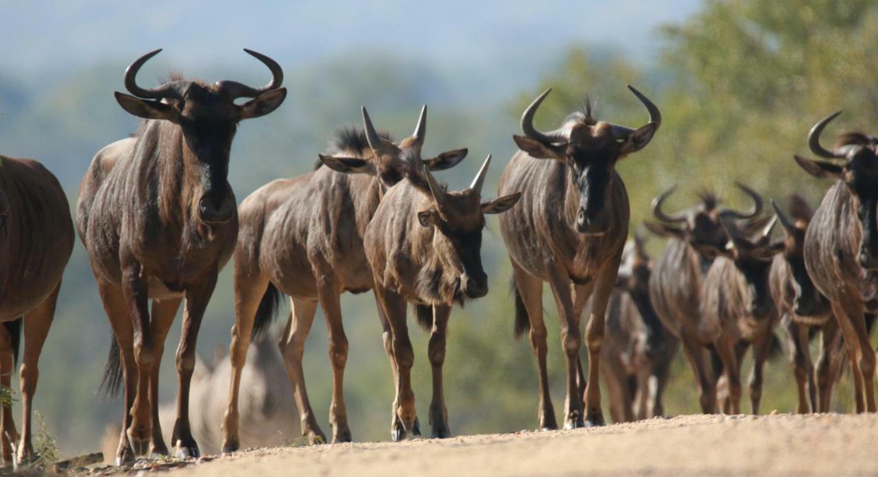 Parsons Hilltop Safari Camp Hotel Balule Game Reserve Exterior foto